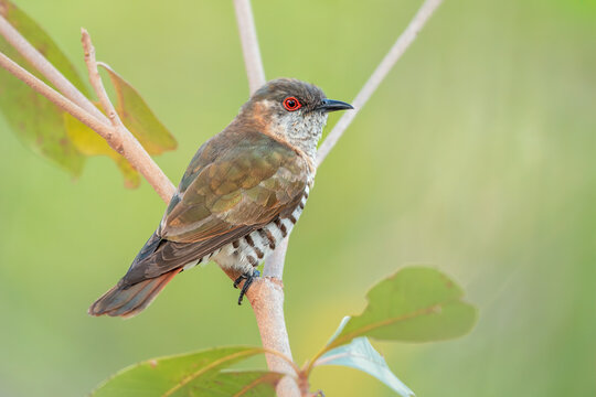 Close-up side view of a Wild little bronze cuckoo (Chrysococcyx minutillus) perched on a branch with a blurred green background, Australia