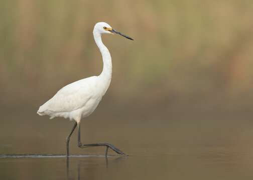 Fototapeta Side view of a wild little egret (Egretta garzetta) wading across a shallow freshwater lagoon, Australia