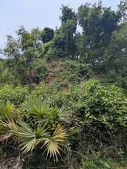 An image of the path covered in red sand in the forest space of Vizag city of Andhra Pradesh. The path is a trek trail leading to the wilderness of the jungle and the wild. 
