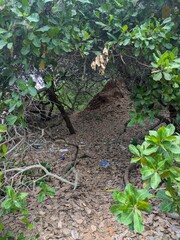 An image of the path covered in red sand in the forest space of Vizag city of Andhra Pradesh. The path is a trek trail leading to the wilderness of the jungle and the wild. 