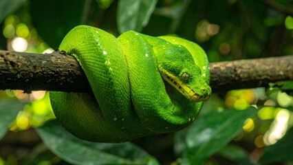 Close-up of green tree python coiled on rainforest branch