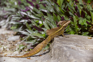 Beautiful brown basilisk on the ground.in Costa Rica