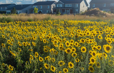Obraz premium Beautiful sunflower field with suburban houses in the background in Longmont, Colorado