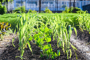Green crops grow under sunlight in a thriving garden in Sweden during the warm summer season
