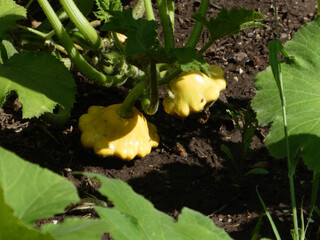 Two small yellow pattypan squash growing.