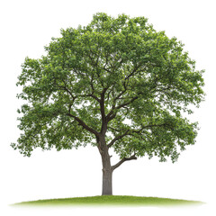 tree Majestic white oak tree isolated on transparent background