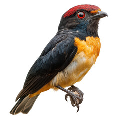 Fototapeta premium tropical birds with black and yellow plumage perched isolated on a white transparent background