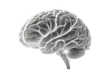 Gray matter human brain anatomy, realistic medical illustration with volumetric lighting, highly detailed photorealistic scientific rendering, png file isolated on transparent backgroud