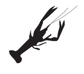 Vector illustration of langoustine (scampi), detailed crustacean species found in the North Atlantic Ocean. Useful for marine biology education, ocean life materials, scientific posters, and environme