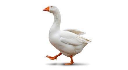 Obraz premium A white goose isolated on white background, walking gracefully, showcasing its feathers and beak in a natural, rural setting