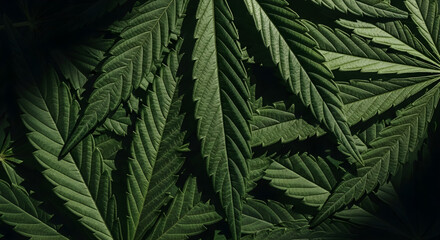 Close up of numerous dark green cannabis leaves.