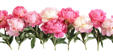 Vibrant set of lush peony blooms on pristine white