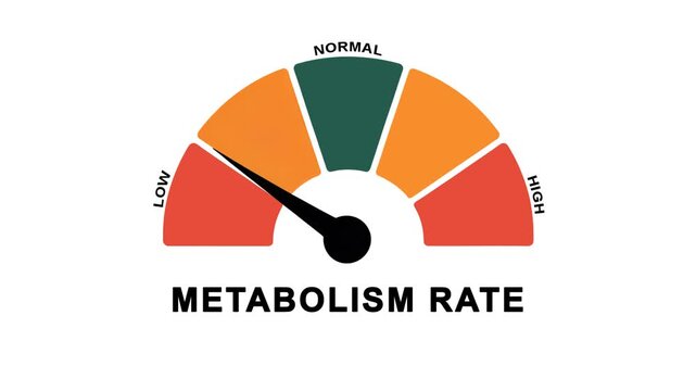 Animated metabolism rate meter decreasing from normal to low level, ideal for concepts related to slow metabolism, weight management and health awareness