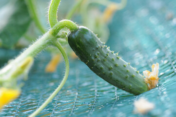 A young cucumber grows in a greenhouse on a net that shades it from the sun. Close-up of a cucumber.