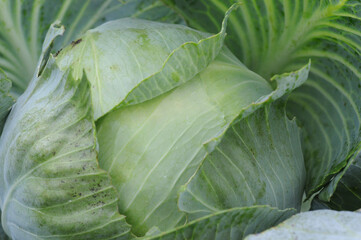 Close up of fresh green cabbage in vegetable garden. Healthy food concept.
