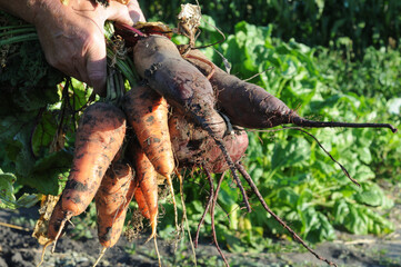 Carrots and beets harvested from the garden in the hands of a farmer.