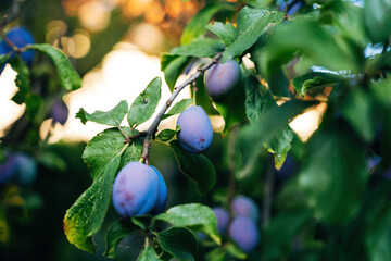 Plums Hanging on a Tree