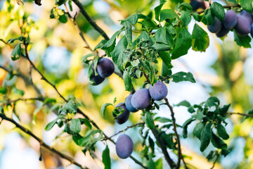 Plums Hanging on a Tree