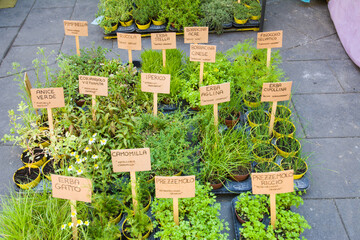 Piantine aromatiche:  lavanda dentata, salicornia, lemongrass, erba gatto,  erba fungo, pepe arancio, sambuco, lupini, origano della pampa, alchechengi, erba sale, stevia, coca cola, salvia fruttata, 