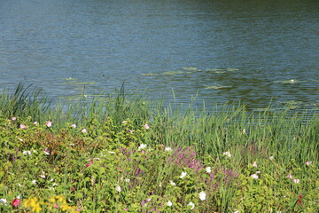 wild flowers on the edge of the water