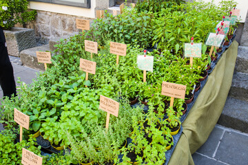 Piantine aromatiche:  lavanda dentata, salicornia, lemongrass, erba gatto,  erba fungo, pepe arancio, sambuco, lupini, origano della pampa, alchechengi, erba sale, stevia, coca cola, salvia fruttata, 