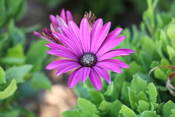 purple flower in the garden