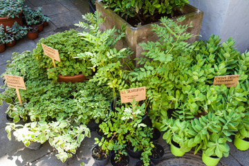 Piantine aromatiche:  lavanda dentata, salicornia, lemongrass, erba gatto,  erba fungo, pepe arancio, sambuco, lupini, origano della pampa, alchechengi, erba sale, stevia, coca cola, salvia fruttata, 