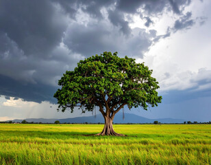 Fototapeta premium lonely tree in the field