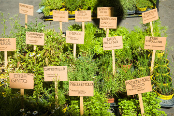 Piantine aromatiche:  lavanda dentata, salicornia, lemongrass, erba gatto,  erba fungo, pepe arancio, sambuco, lupini, origano della pampa, alchechengi, erba sale, stevia, coca cola, salvia fruttata, 