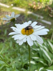 Obraz premium Vertical of a flower in the countryside 