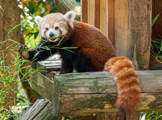 Cute Red Panda Eating Bamboo at Pyrenees Animal Park