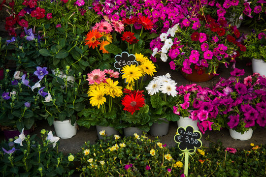 Vasi di fior&igrave; misti