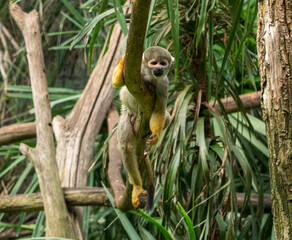 Squirrel Monkey Hanging on Tree Branch