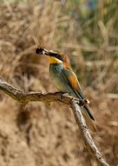 Żołna zwyczajna (Merops apiaster) karmiąca młode na gałęzi - Bee-eater