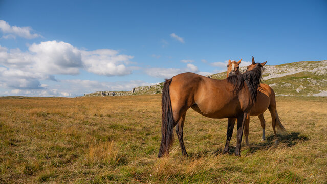 Chevaux en montagne en train de se gratter mutuellement 