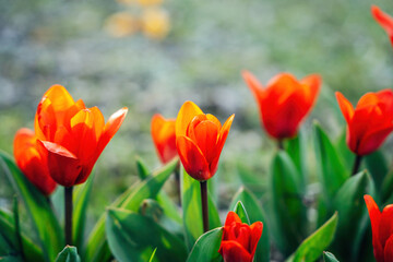 Obraz premium Colorful Spring Flowers