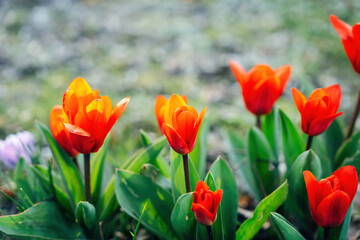 Colorful Spring Flowers