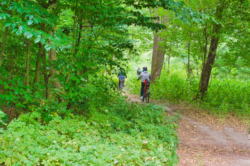 Fototapeta premium a group bike ride along a forest path on a sunny summer day