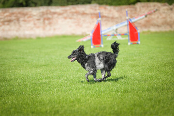 Dog is jumping over the hurdles. Amazing day on czech agility competition.	
