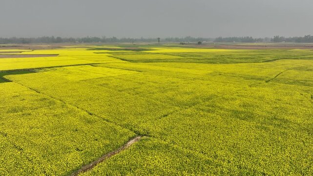 Bogura, Bangladesh - 21 August 2025: Aerial view of expansive mustard fields creating a vibrant tapestry of yellows and greens under a soft, diffused light.