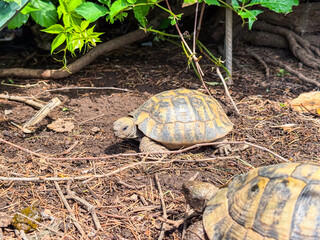 Turtle moving on forest ground near tree roots. Wildlife, reptile, and natural outdoor environment in seasonal habitat.