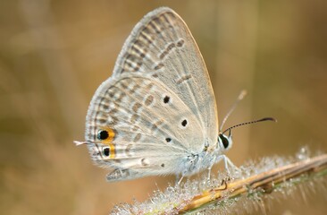 Macro shot of tiny Gram Blue (Euchrysops cnejus) butterfly with morning dew drops