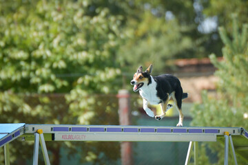Dog is running on agility balance beam. She is so incredible dog on agility.	
