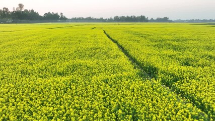 Bogura, Bangladesh - 21 August 2025: Aerial view of a vast yellow field under a soft sky, with a narrow path winding through the vibrant landscape.