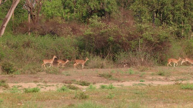 Chital Deer Herd Crossing Dry Riverbed in India