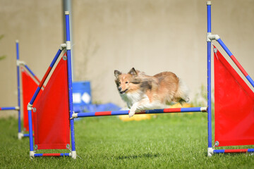 Dog is jumping over the hurdles. Amazing day on czech agility competition.	
