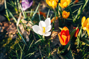 Fototapeta premium Colorful Spring Flowers in the Garden