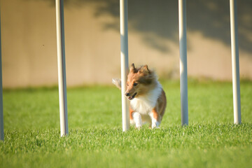 Dog is running slalom on his agility training on agility summer camp czech agility slalom.	