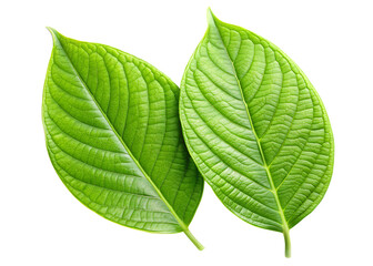 Obraz premium Two green leaves with isolated on white background ,PNG.AI Generated.