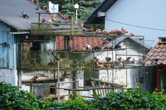 A large metal mesh dovecote next to a building with a lot of pigeons